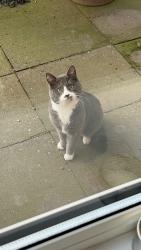 Lost Male Cat last seen Moses gate train station , Farnworth, England BL4 7TS