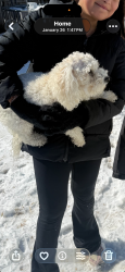 Lost Female Dog last seen Lake Arlington , Arlington, TX 76016