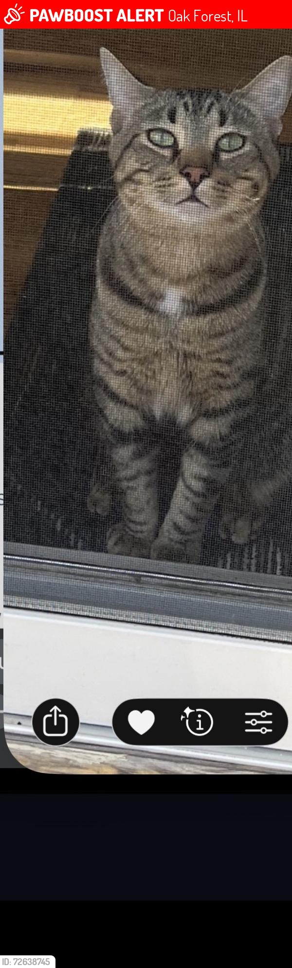 Lost Male Cat last seen 159th st Laramie ave , Oak Forest, IL 60452