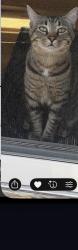 Lost Male Cat last seen 159th st Laramie ave , Oak Forest, IL 60452