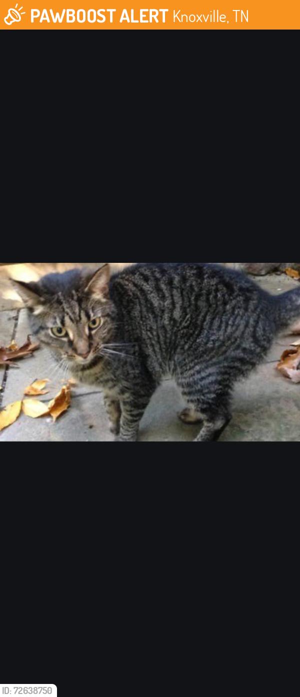 Found/Stray Male Cat last seen Ridge top, Knoxville, TN 37921