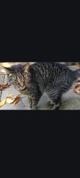 Found/Stray Male Cat last seen Ridge top, Knoxville, TN 37921