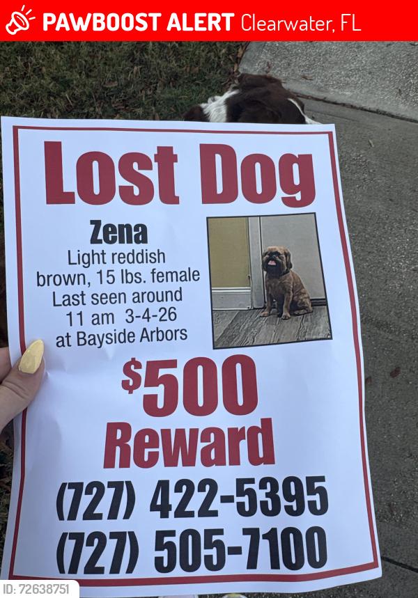 Lost Female Dog last seen Bayside arbors, Clearwater, FL 33764