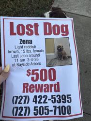 Lost Female Dog last seen Bayside arbors, Clearwater, FL 33764