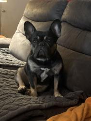 Lost Male Dog last seen Hwy 346, Whitehouse, TX 75791