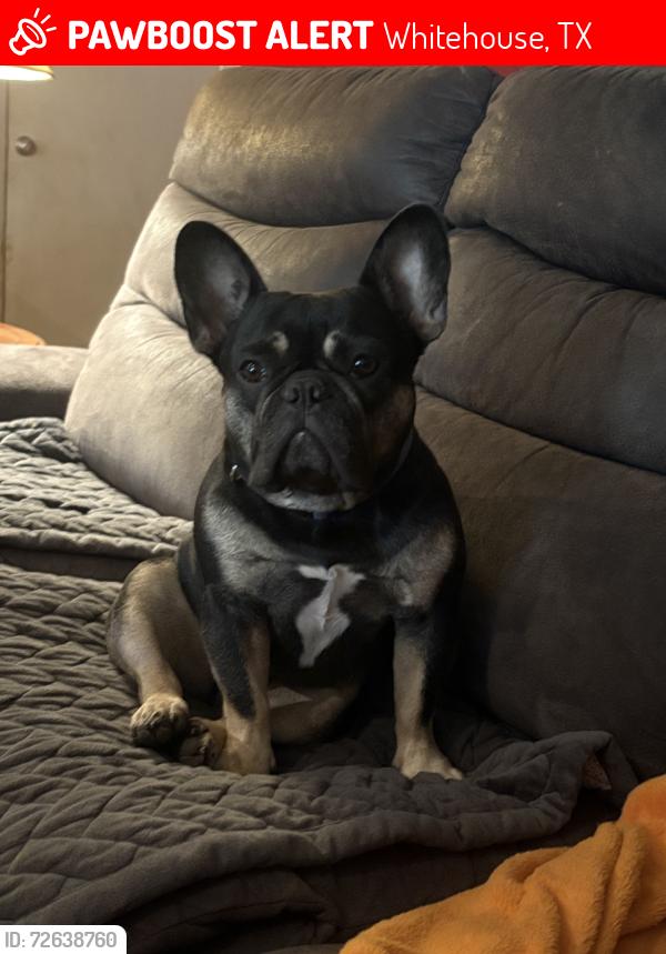 Lost Male Dog last seen Hwy 346, Whitehouse, TX 75791