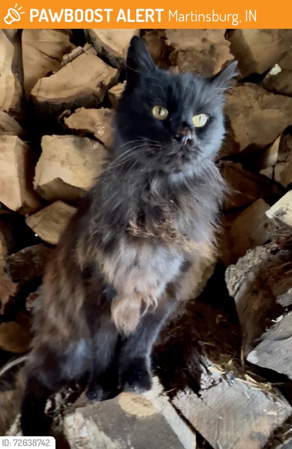 Found/Stray Female Cat last seen Hwy 335/ Bethlehem Church Rd. Palmyra,In., Martinsburg, IN 47124