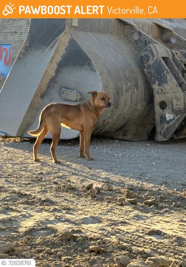 Found/Stray Unknown Dog last seen Mojave and amethyst , Victorville, CA 92394