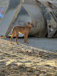 Found/Stray Unknown Dog last seen Mojave and amethyst , Victorville, CA 92394
