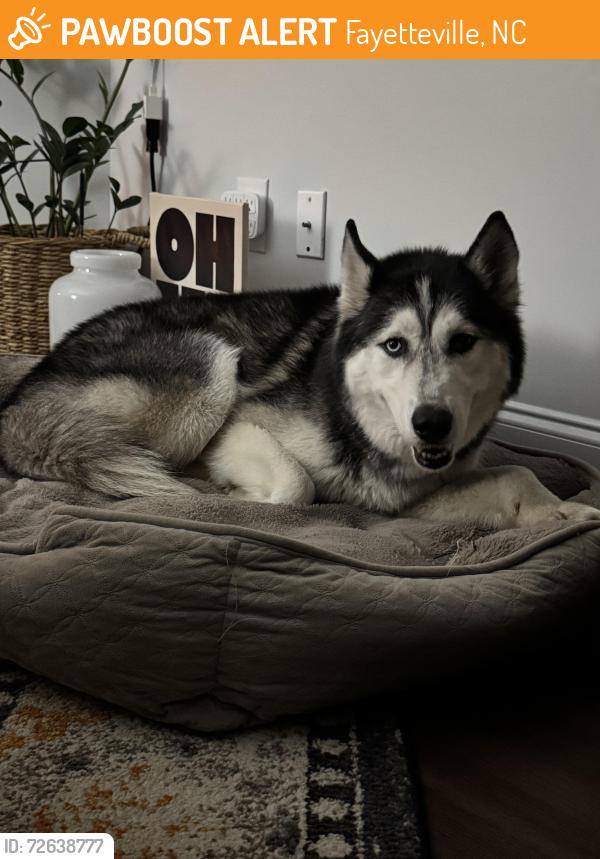 Found/Stray Male Dog last seen Bombay Dr and Locke Creek, Fayetteville, NC 28312