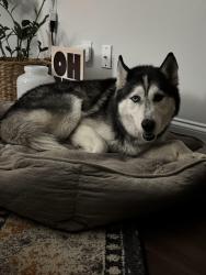 Found/Stray Male Dog last seen Bombay Dr and Locke Creek, Fayetteville, NC 28312