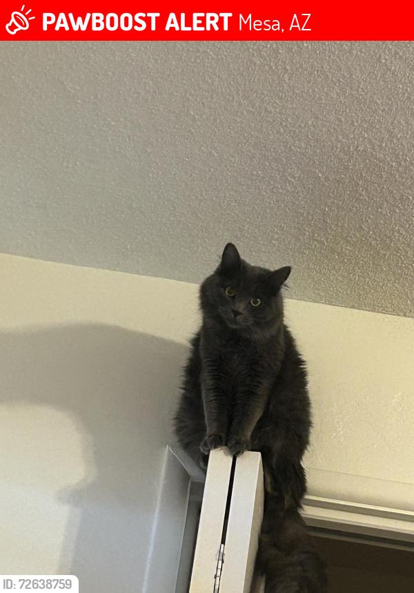 Lost Female Cat last seen East University Dr & N Gilbert rd , Mesa, AZ 85203