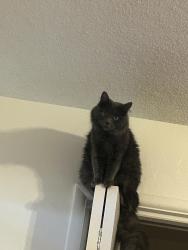 Lost Female Cat last seen East University Dr & N Gilbert rd , Mesa, AZ 85203