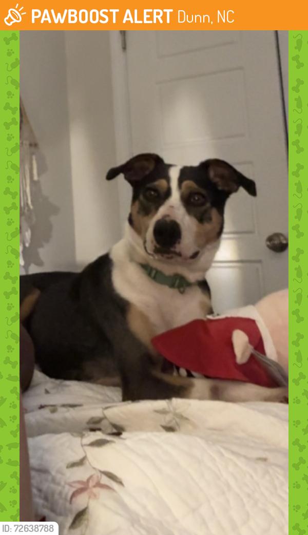 Found/Stray Female Dog last seen Near hwy, Dunn, NC 28334