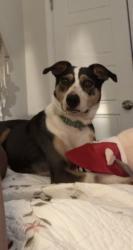 Found/Stray Female Dog last seen Near hwy, Dunn, NC 28334
