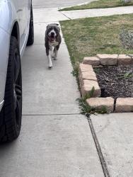 Found/Stray Unknown Dog last seen Bailey Boswell Rd, Fort Worth, TX 76179
