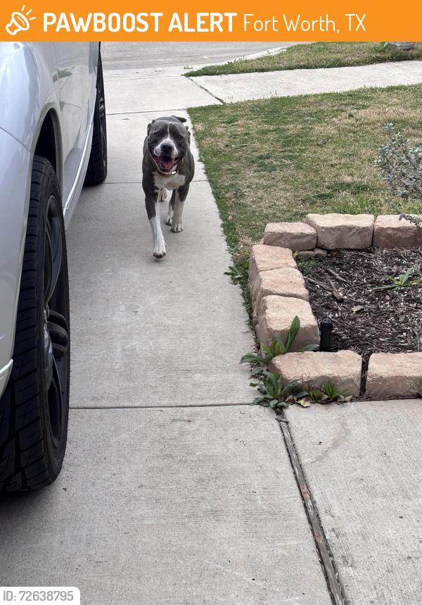 Found/Stray Unknown Dog last seen Bailey Boswell Rd, Fort Worth, TX 76179