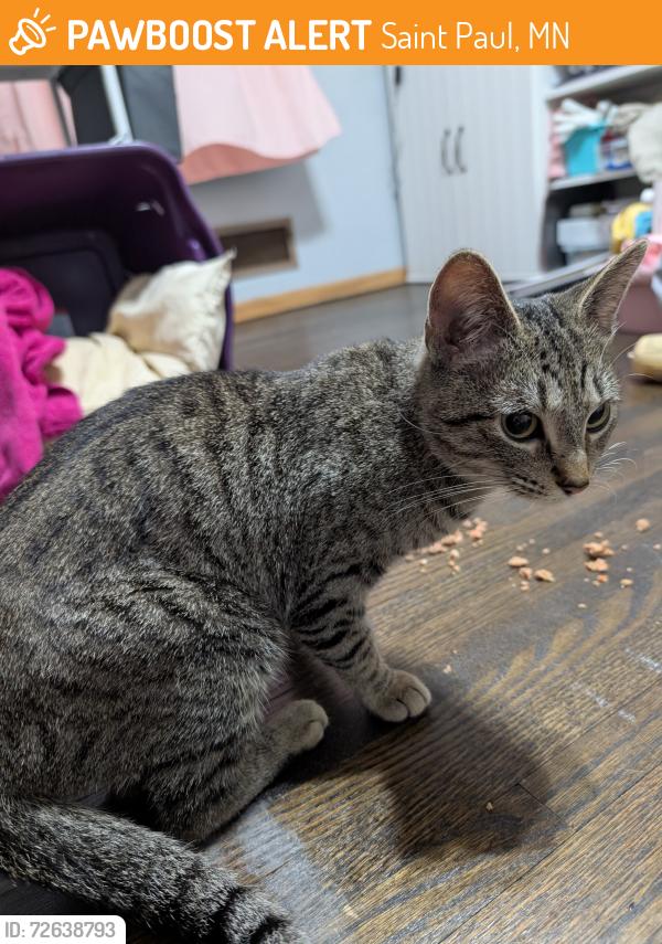 Found/Stray Female Cat last seen Frost lake elementary , Saint Paul, MN 55106