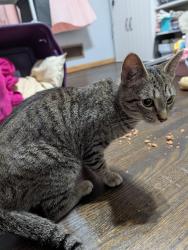 Found/Stray Female Cat last seen Frost lake elementary , Saint Paul, MN 55106