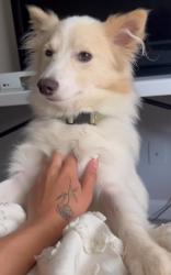 Lost Female Dog last seen Unknown, Winston-Salem, NC 27101