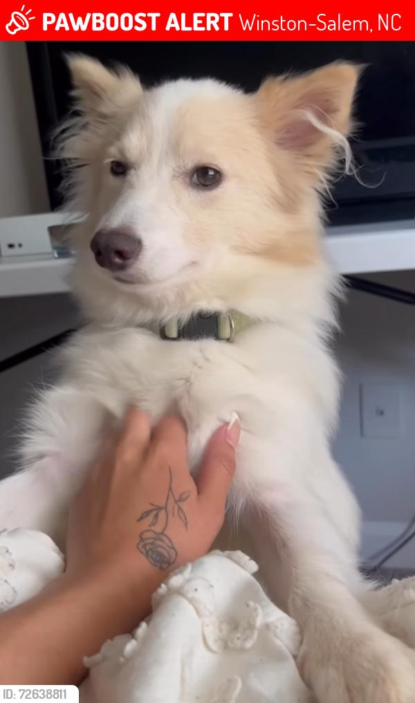 Lost Female Dog last seen Unknown, Winston-Salem, NC 27101