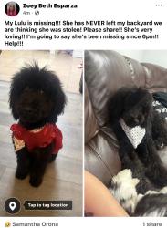 Lost Female Dog last seen Lamar, Midland, TX 79701