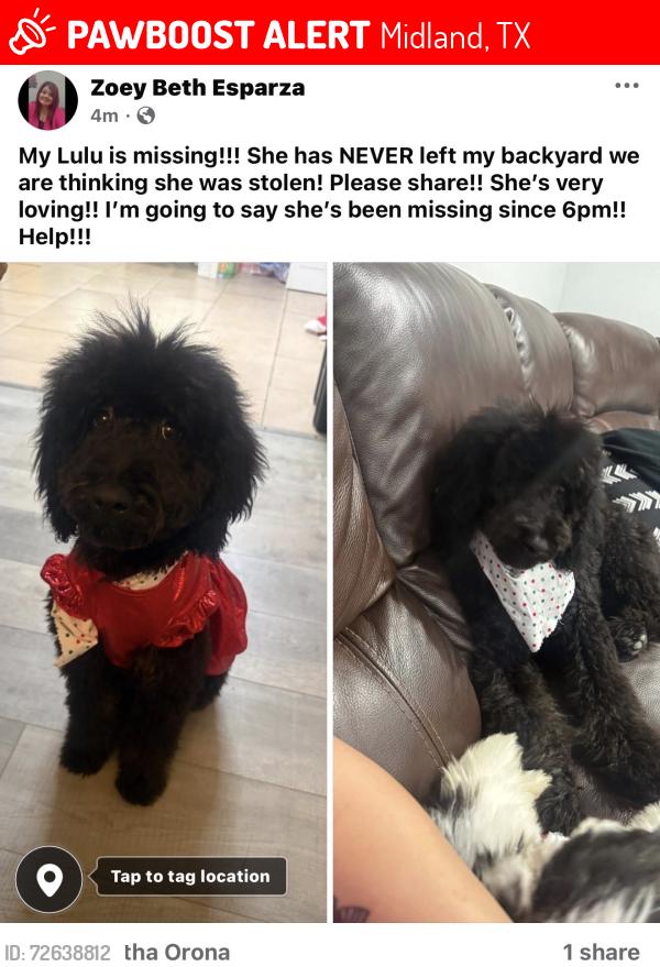 Lost Female Dog last seen Lamar, Midland, TX 79701