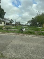 Found/Stray Unknown Dog last seen Glenmore Drive, Pasadena, TX 77503