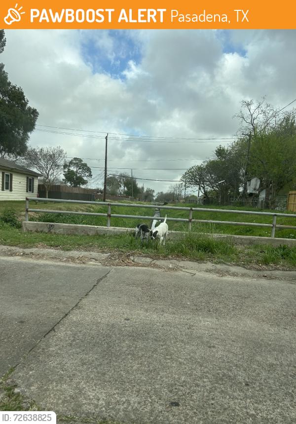 Found/Stray Unknown Dog last seen Glenmore Drive, Pasadena, TX 77503