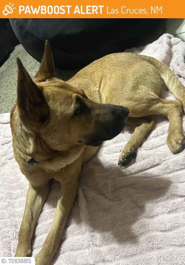 Found/Stray Male Dog last seen Desert Rose ct, Las Cruces, NM 88005