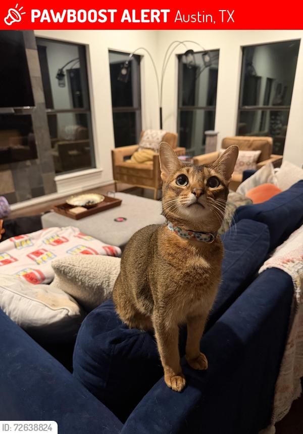 Lost Male Cat last seen Apache Shores, Austin, TX 78734