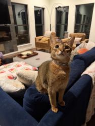 Lost Male Cat last seen Apache Shores, Austin, TX 78734