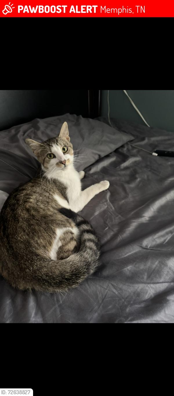 Lost Male Cat last seen Near queensbury ave , Memphis, TN 38108