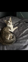 Lost Male Cat last seen Near queensbury ave , Memphis, TN 38108