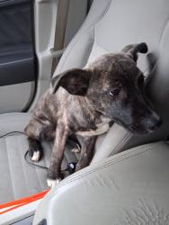 Found/Stray Male Dog last seen Dahlia, Dallas, TX 75216