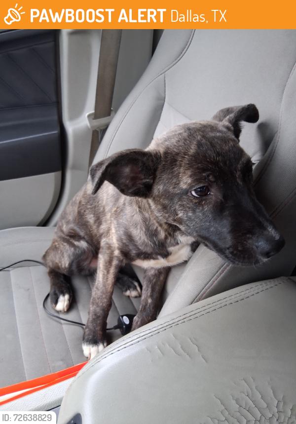 Found/Stray Male Dog last seen Dahlia, Dallas, TX 75216