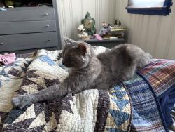 Lost Female Cat last seen Remington and harrington, Dayton, OH 45415