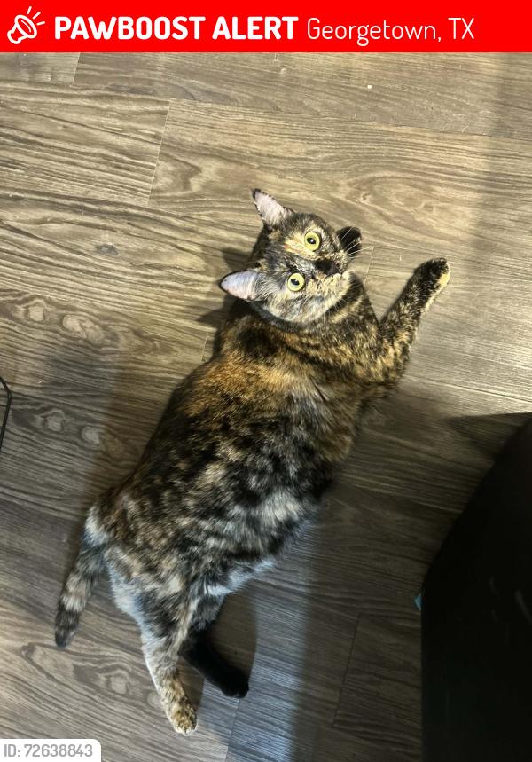 Lost Female Cat last seen Rockmoor and Luther Dr, Georgetown, TX 78628