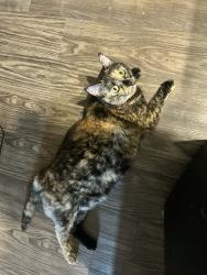 Lost Female Cat last seen Rockmoor and Luther Dr, Georgetown, TX 78628