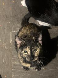 Lost Female Cat last seen Hwy 175! Dairy Queen, Eon, Crandall, TX 75114