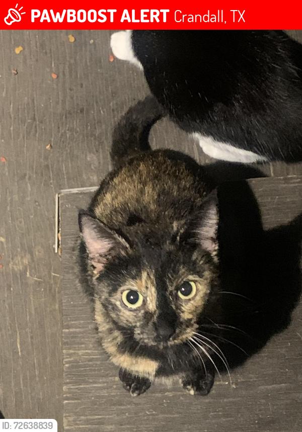 Lost Female Cat last seen Hwy 175! Dairy Queen, Eon, Crandall, TX 75114