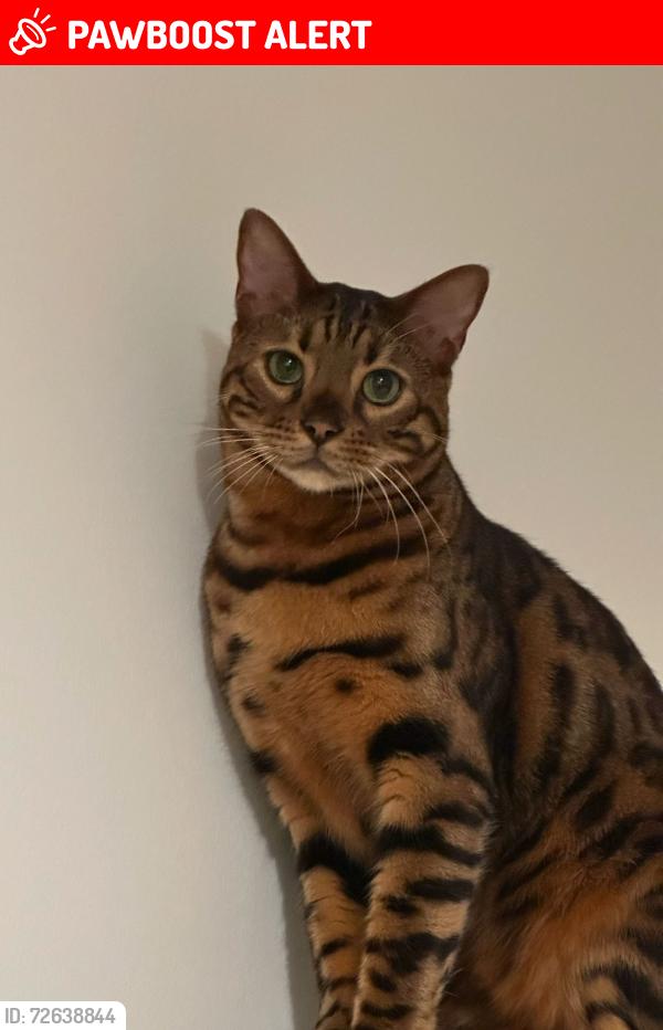 Lost Male Cat last seen Old Ford Road, Greater London, England E3 5GG