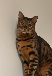Lost Male Cat last seen Old Ford Road, Greater London, England E3 5GG