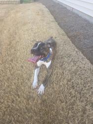 Found/Stray Male Dog last seen Pollyanna Drive Harrington Trail, Greenville, SC 29605
