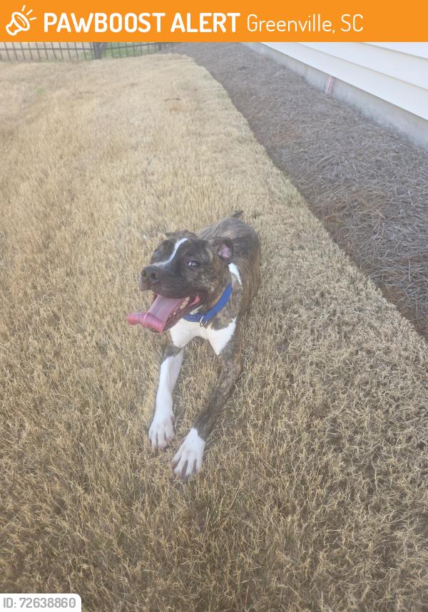 Found/Stray Male Dog last seen Pollyanna Drive Harrington Trail, Greenville, SC 29605