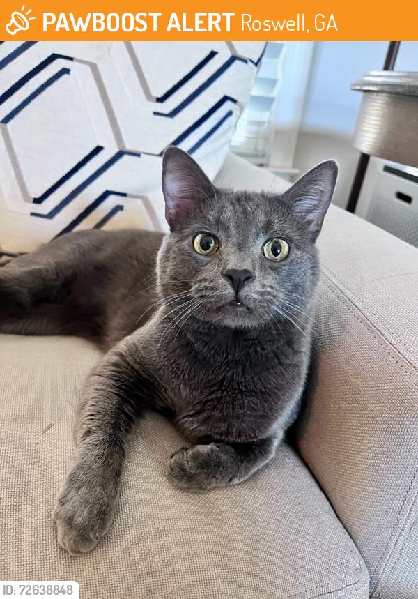 Found/Stray Male Cat last seen Hembree Rd & Arbor Creek Dr, Roswell, GA 30076