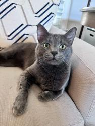 Found/Stray Male Cat last seen Hembree Rd & Arbor Creek Dr, Roswell, GA 30076