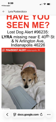 Lost Male Dog last seen N Webster ave , Indianapolis, IN 46226
