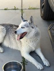 Found/Stray Male Dog last seen Torrance and Johannesburg, Hesperia, CA 92344