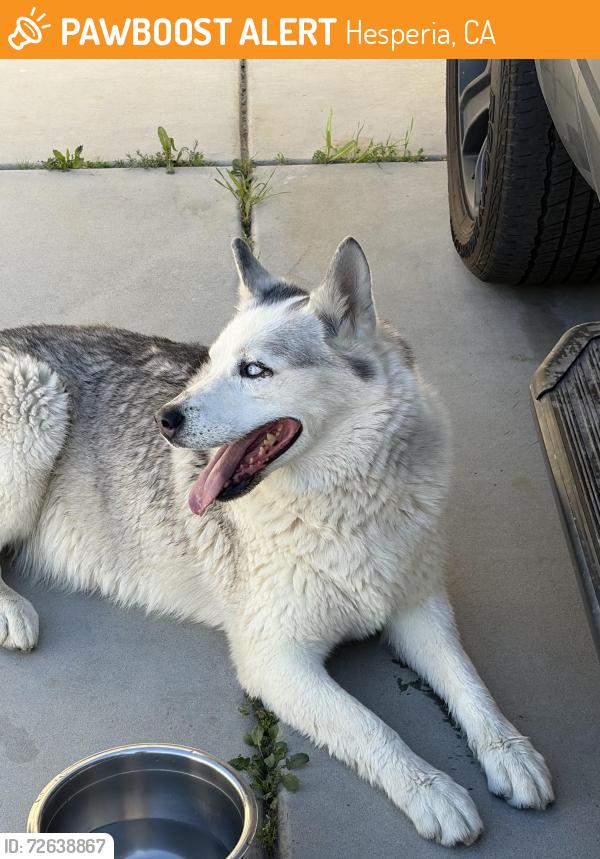 Found/Stray Male Dog last seen Torrance and Johannesburg, Hesperia, CA 92344